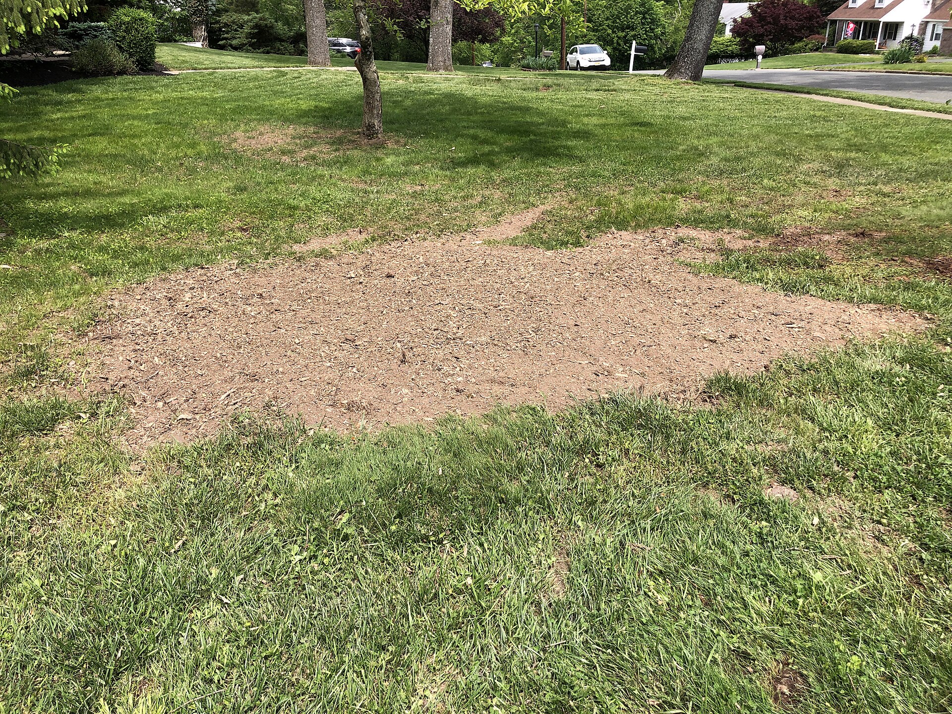 Clean mulch patch where the red maple stump used to be