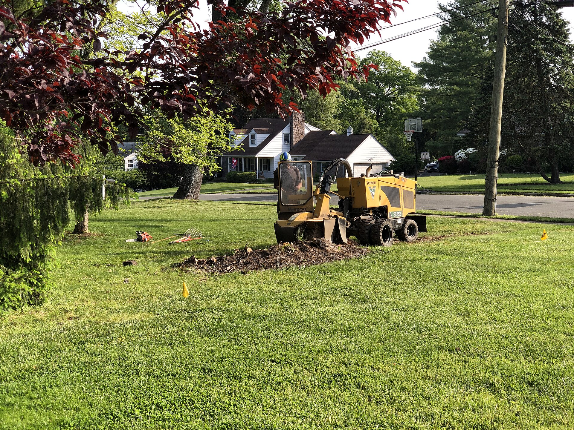 Stump grinder starting work on a red maple stump in a suburban front yard