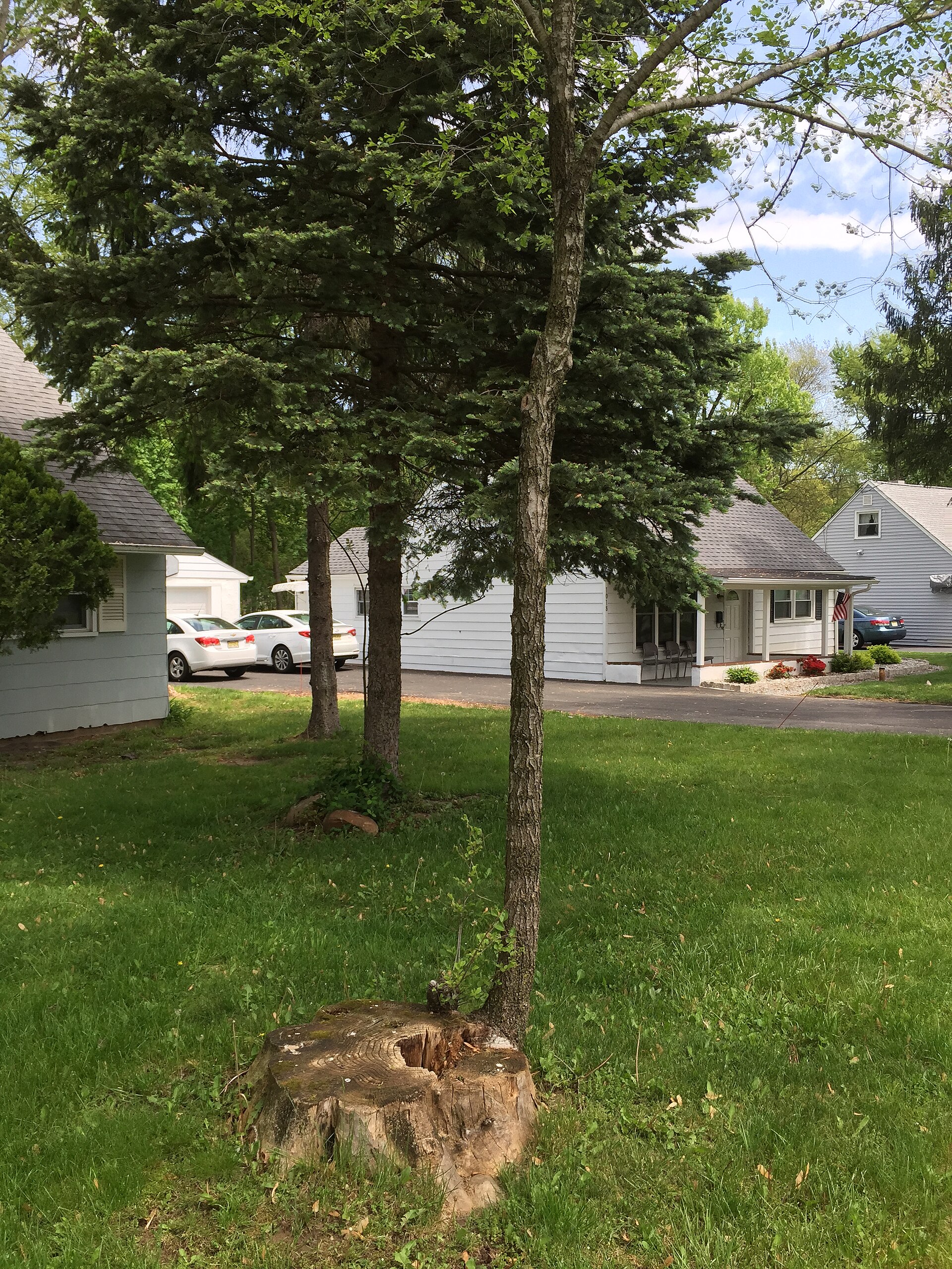 A front-yard tree stump sending up new regrowth